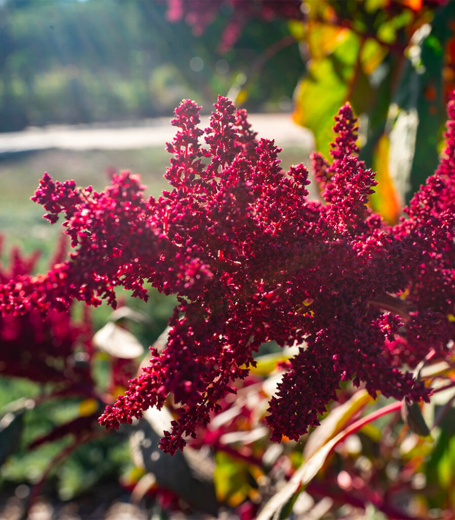 Visuel plante amaranthe