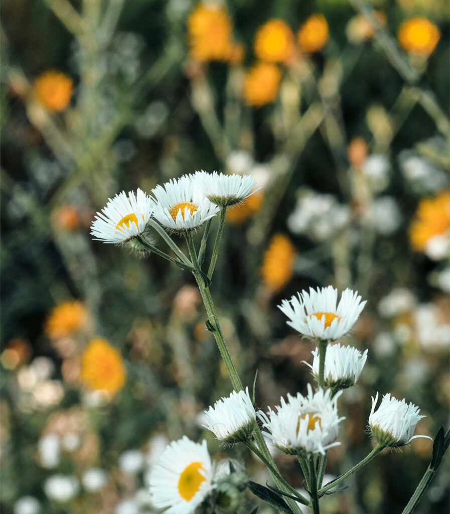 visuel fleur de camomille